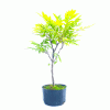 Pré Bonsai de Glicínia Lilás 4 anos - Imagem 3