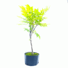 Pré Bonsai de Glicínia Lilás 4 anos - Imagem 4