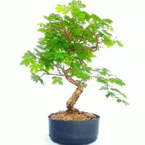 Pré Bonsai de Pithecolobium dumossun