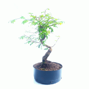 Pré Bonsai de Pithecolobium (var. Dumosum)