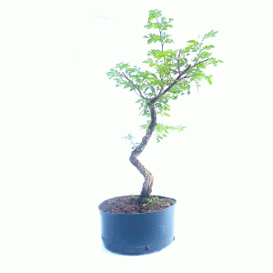 Pré Bonsai de Pithecolobium (var. Dumosum)