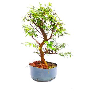 Pré Bonsai de Caliandra Rosa