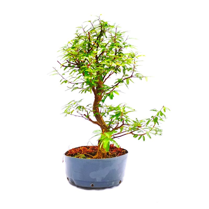 Pré Bonsai de Caliandra Rosa 7 anos - Imagem 2