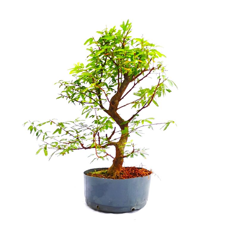 Pré Bonsai de Caliandra Rosa 7 anos - Imagem 3