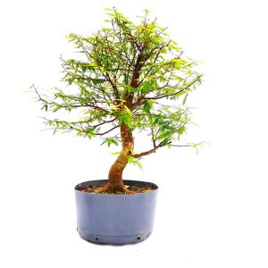 Pré Bonsai de Caliandra Rosa