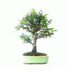 Bonsai de Caliandra Rosa