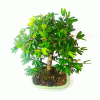 Bonsai de Caliandra Rosa 5 anos - Imagem 2