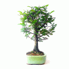Bonsai de Caliandra Rosa 5 anos - Imagem 3
