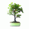 Bonsai de Caliandra Rosa 5 anos - Imagem 4