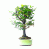 Bonsai de Caliandra Rosa 5 anos - Imagem 5