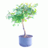 Pré Bonsai de Gingko Biloba