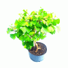 Pré Bonsai de Gingko Biloba 8 Anos - Imagem 2