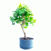 Pré Bonsai de Gingko Biloba 8 Anos - Imagem 3