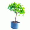 Pré Bonsai de Gingko Biloba 8 Anos - Imagem 4