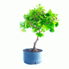 Pré Bonsai de Gingko Biloba 8 Anos - Imagem 5