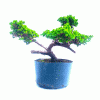 Pré Bonsai de Mini Jacaré
