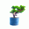 Pré Bonsai de Mini Jacaré 5 Anos - Imagem 5