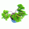 Pré Bonsai de Mini Jacaré 5 Anos - Imagem 2