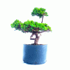 Pré Bonsai de Mini Jacaré 5 Anos - Imagem 3
