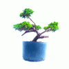Pré Bonsai de Mini Jacaré 5 Anos - Imagem 4