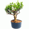 Pré Bonsai de Buxus Sempervirens