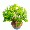 Pré Bonsai de Buxus Sempervirens 8 anos - Imagem 2