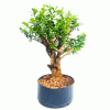 Pré Bonsai de Buxus Sempervirens 8 anos - Imagem 3