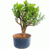 Pré Bonsai de Buxus Sempervirens 8 anos - Imagem 4