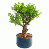 Pré Bonsai de Buxus Sempervirens 8 anos - Imagem 5