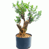 Pré Bonsai de Buxus Sempervirens