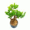Pré Bonsai de Buxus Sempervirens 9 anos - Imagem 2