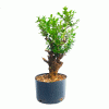 Pré Bonsai de Buxus Sempervirens 9 anos - Imagem 3