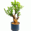 Pré Bonsai de Buxus Sempervirens 9 anos - Imagem 4