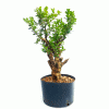 Pré Bonsai de Buxus Sempervirens 9 anos - Imagem 5