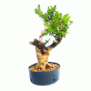 Pré Bonsai de Buxus Sempervirens