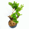 Pré Bonsai de Buxus Sempervirens 10 anos - Imagem 2