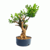 Pré Bonsai de Buxus Sempervirens 10 anos - Imagem 3