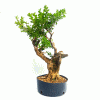 Pré Bonsai de Buxus Sempervirens 10 anos - Imagem 4