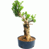 Pré Bonsai de Buxus Sempervirens 10 anos - Imagem 5