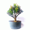 Pré Bonsai de Cereja Anã