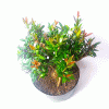Pré Bonsai de Cereja Anã 5 Anos - Imagem 2