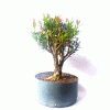 Pré Bonsai de Cereja Anã 5 Anos - Imagem 3
