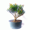Pré Bonsai de Cereja Anã 5 Anos - Imagem 4
