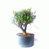 Pré Bonsai de Cereja Anã 5 Anos - Imagem 5