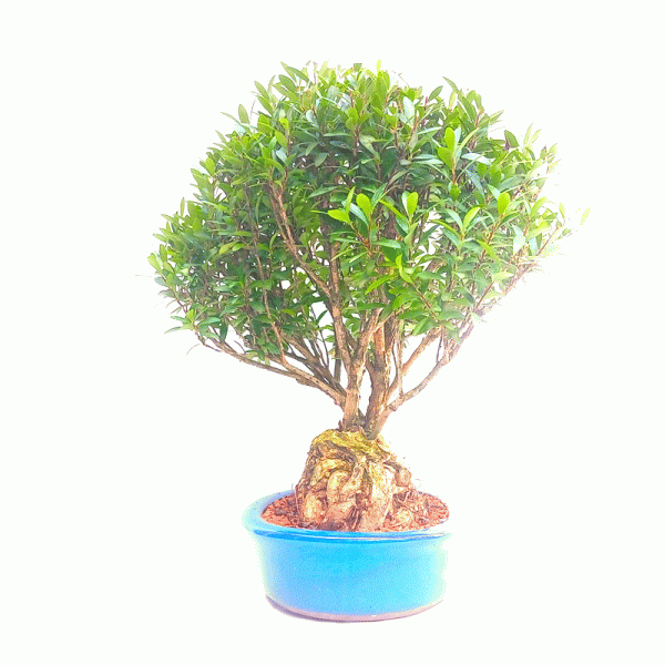 Bonsai de Cereja Anã 10 Anos - Image 5
