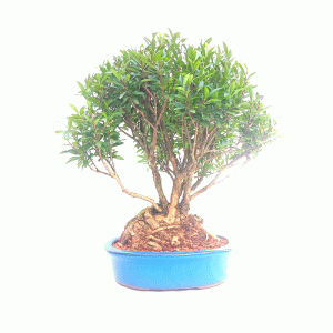 Bonsai de Cereja Anã
