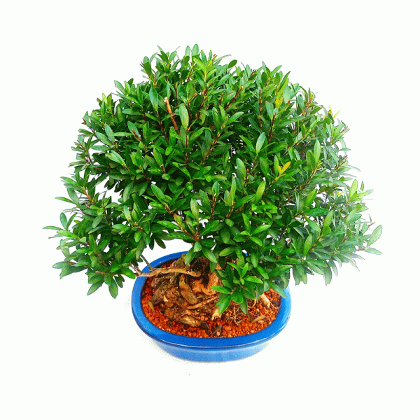 Bonsai de Cereja Anã 10 Anos - Image 2