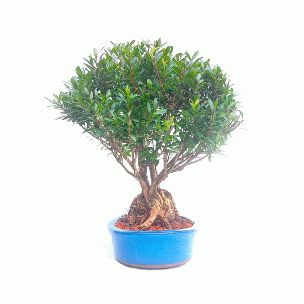 Bonsai de Cereja Anã 10 Anos - Image 3
