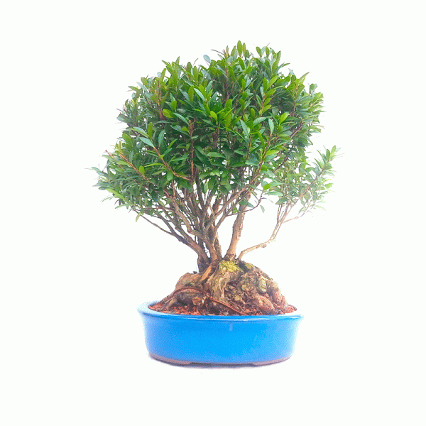 Bonsai de Cereja Anã 10 Anos - Image 4