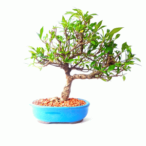 Bonsai de Jasmim do Cabo